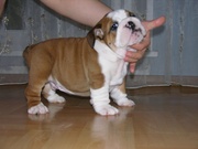 JOVIAL AND AWESOME ENGLISH BULLDOG puppies FOR FREE