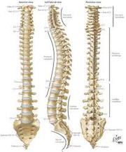 Spine Surgeon Frisco