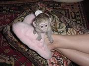 Healthy baby Capuchin Monkeys Available