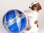 Small Shorty Jack Russell Terrier Puppies For Adoption